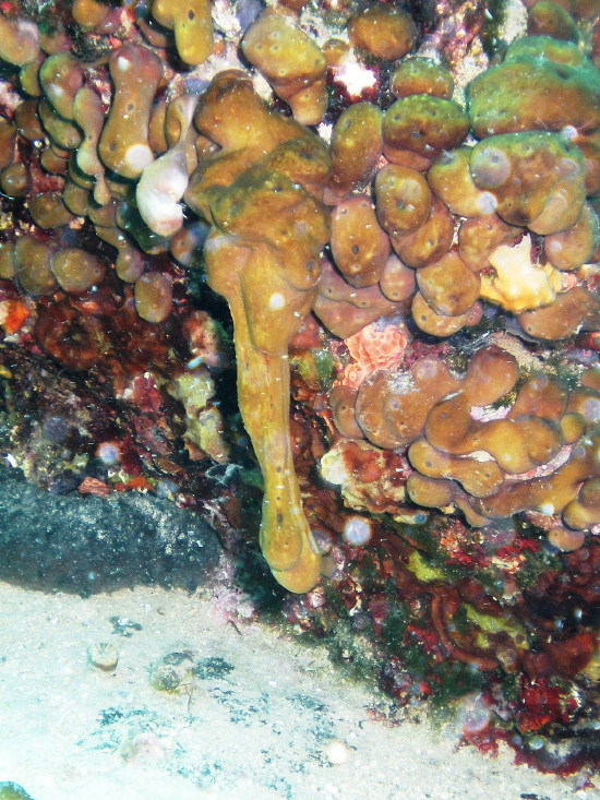  Chondrilla nucula (Chicken Liver Sponge)